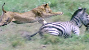 Lion en direct de la savanne
