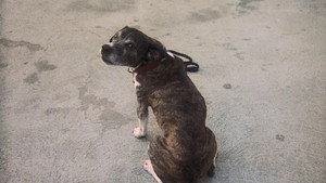 Une vie de chien