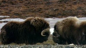 L'Arctique