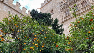 Les oranges juteuses d’Espagne