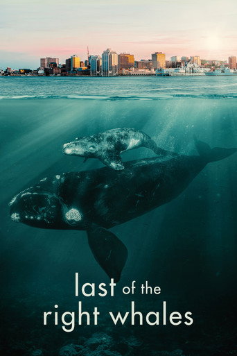 Les dernières baleines franches