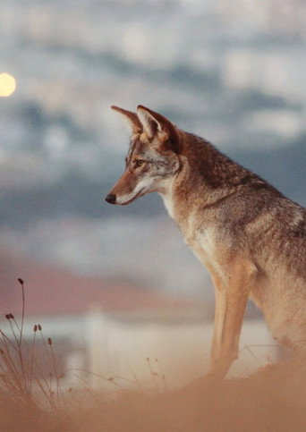 Don't feed the coyotes