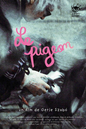 Le pigeon