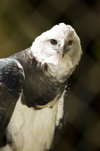 BBC Natural World：The Monkey-Eating Eagle of the Orinoco