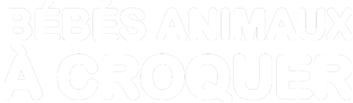 Bébés animaux à croquer logo