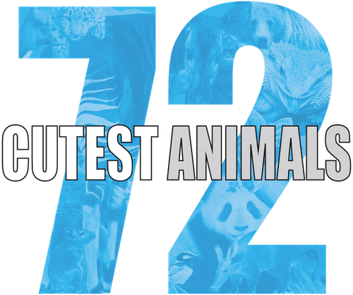 72 Animaux Mignons logo
