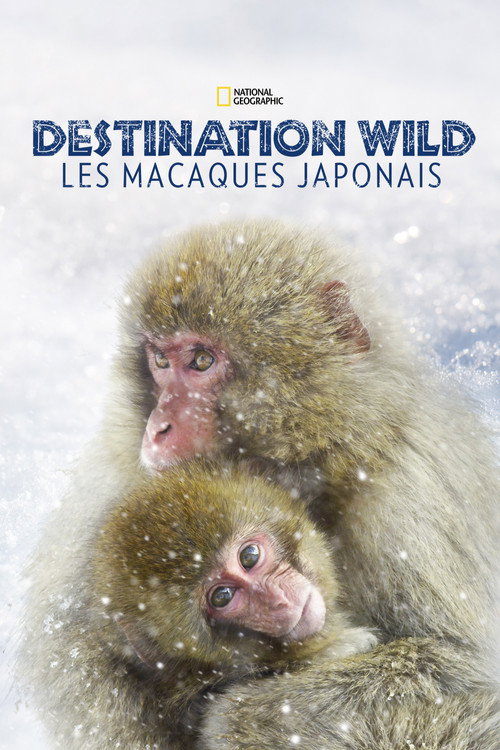 Destination Wild: Les macaques japonais