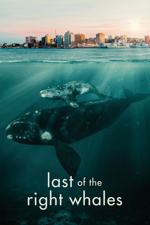 Les dernières baleines franches