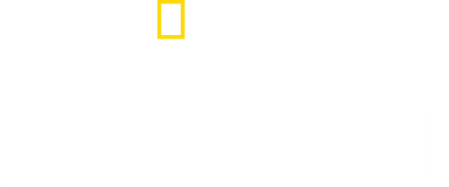 Lion logo