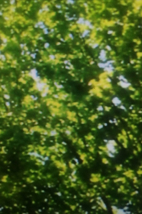 Feuilles vertes