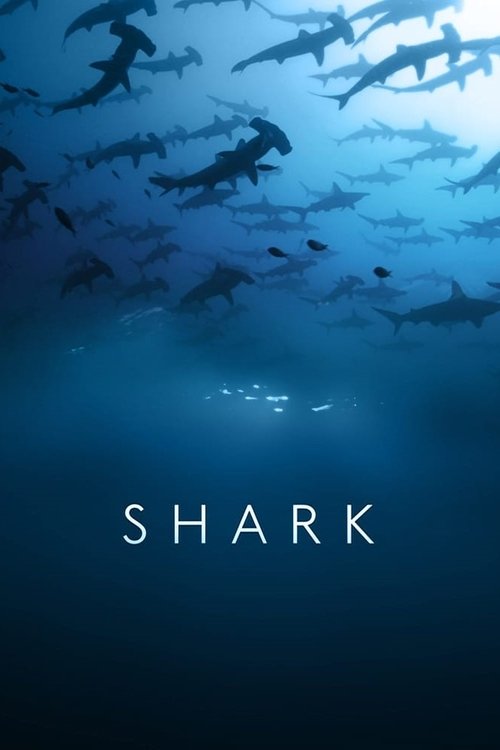Dans le sillage des requins