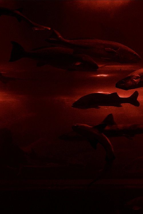 Red Wave