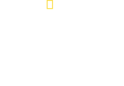 World's Biggest Bull Shark? logo