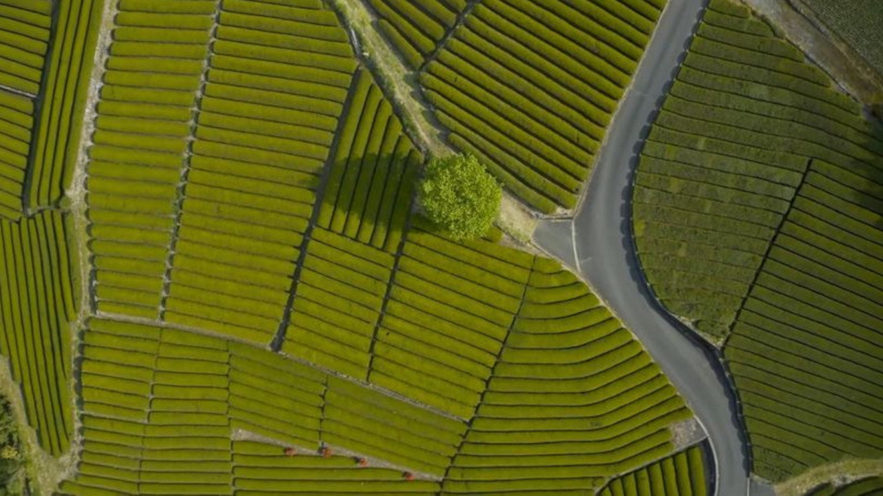 Japon, le combat d'un maître de thé