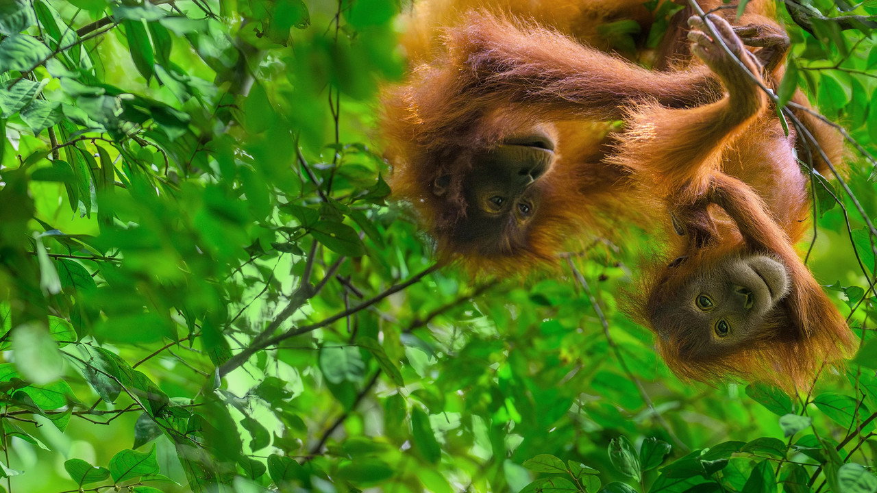 Orang-outan