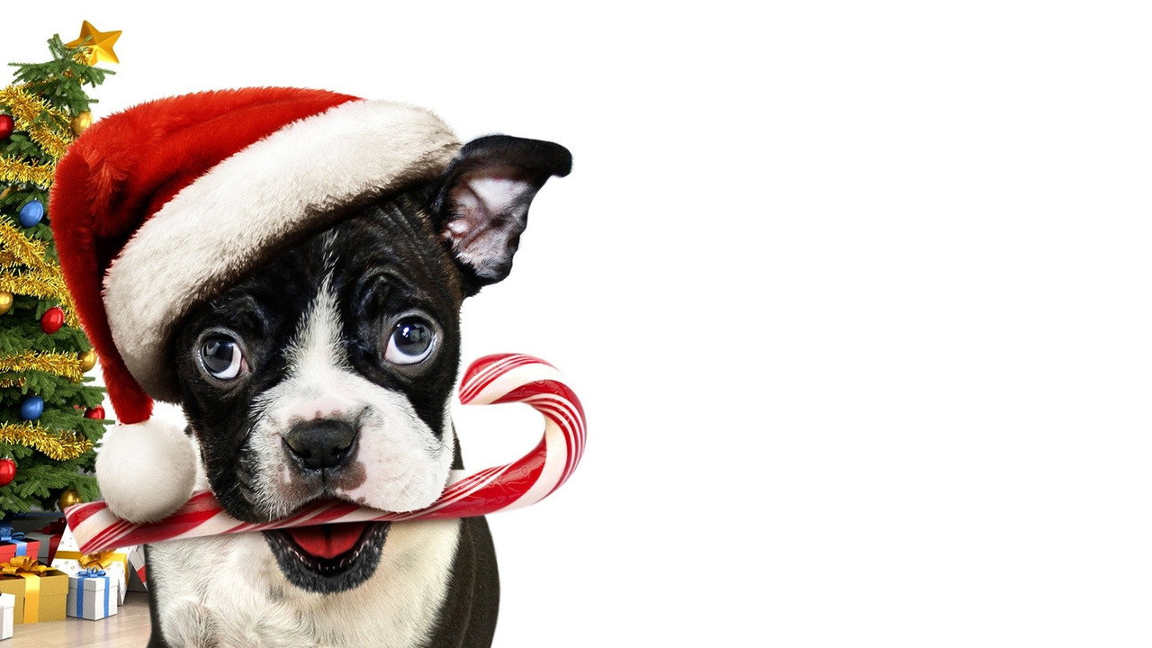 Un Noël au poil