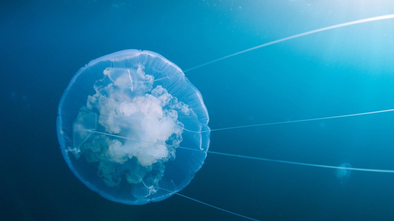 Voyage of Time : Au fil de la vie