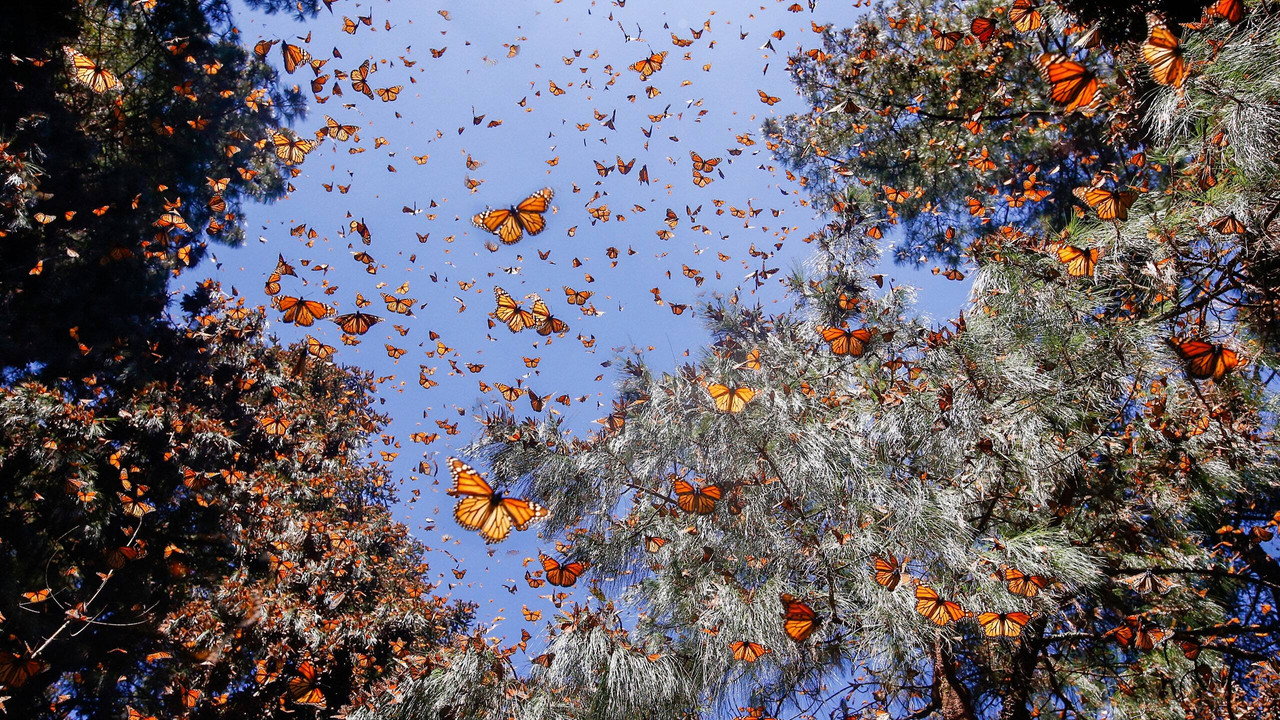 L'odyssée des Papillons