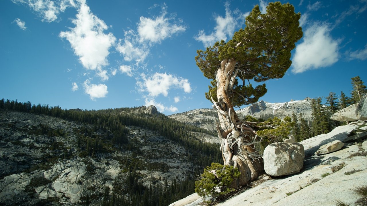 Au cœur des forêts
