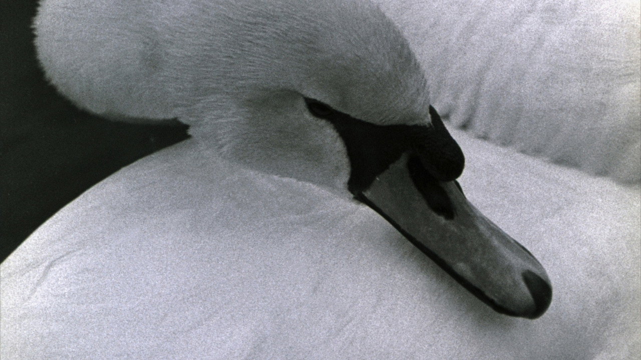 Swan