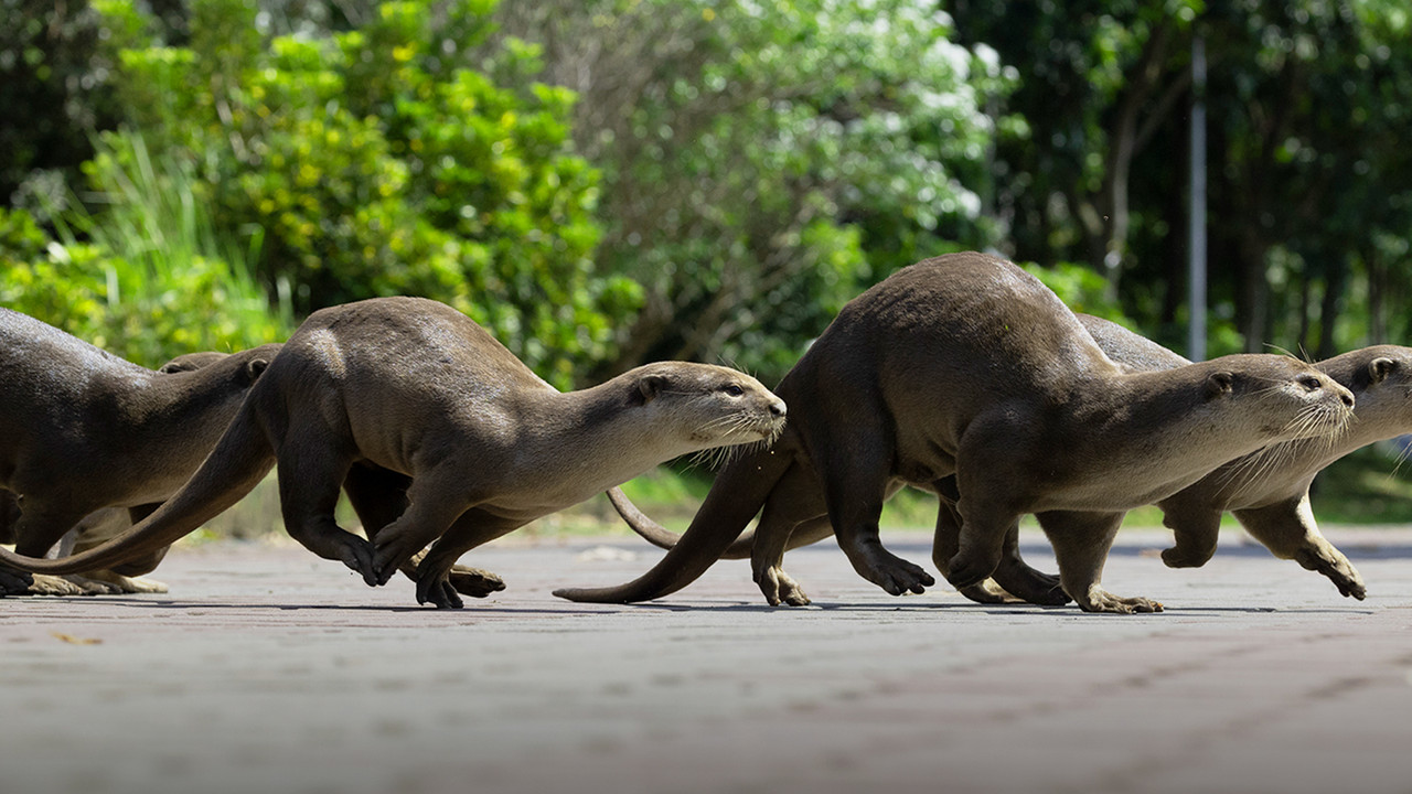 Uptown Otters