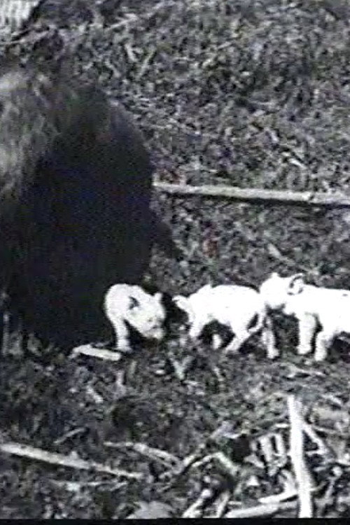 Mamma's Pets